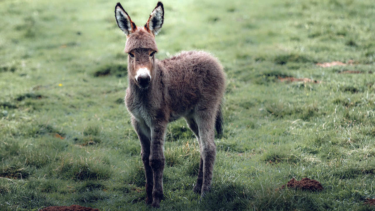 How Much Land Does A Miniature Donkey Need