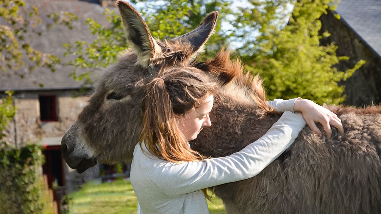 How to Make Friends with A Donkey