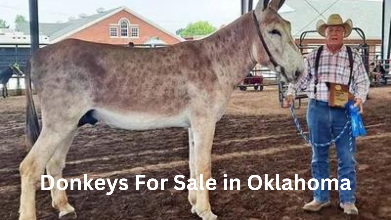 Donkeys for sale in Oklahoma