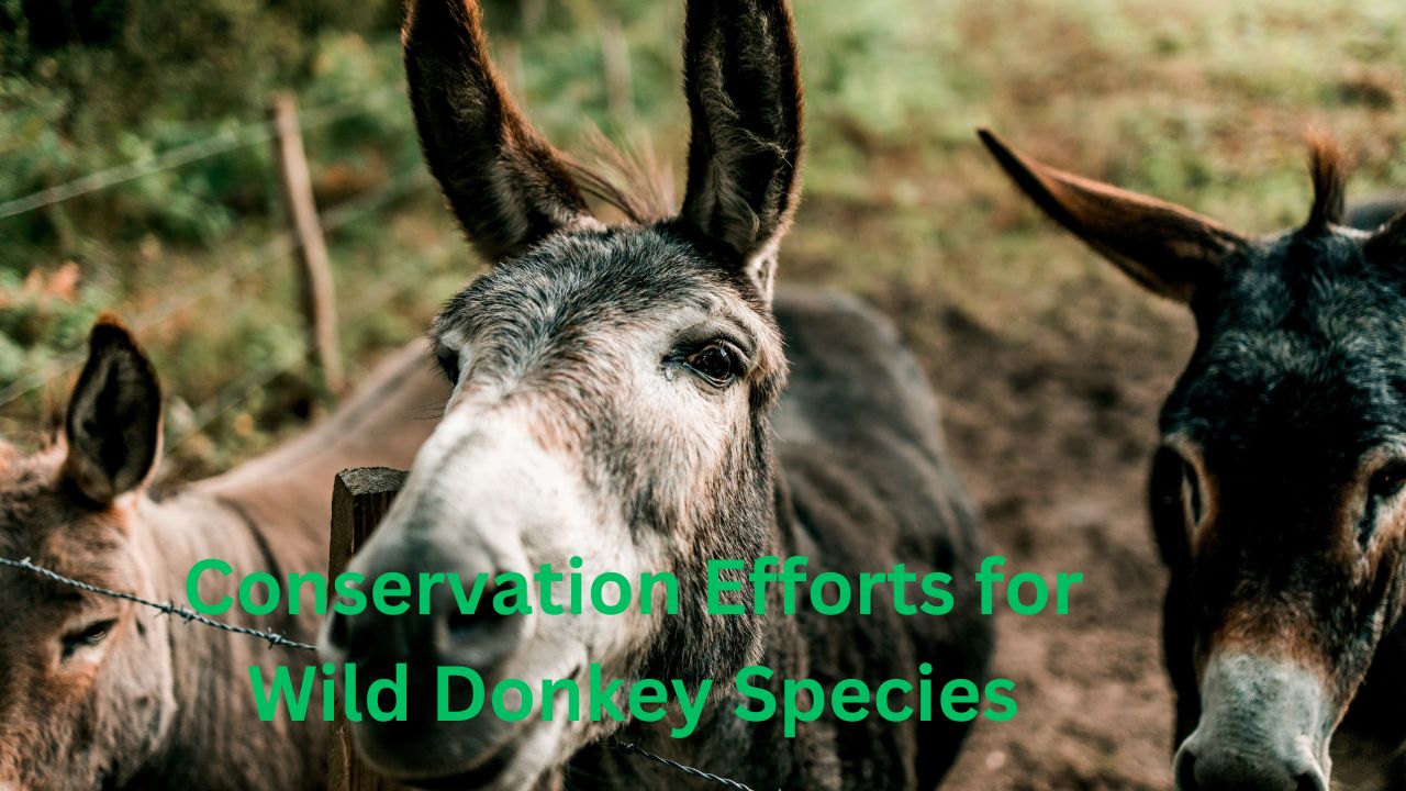 Conservation Efforts for Wild Donkey Species